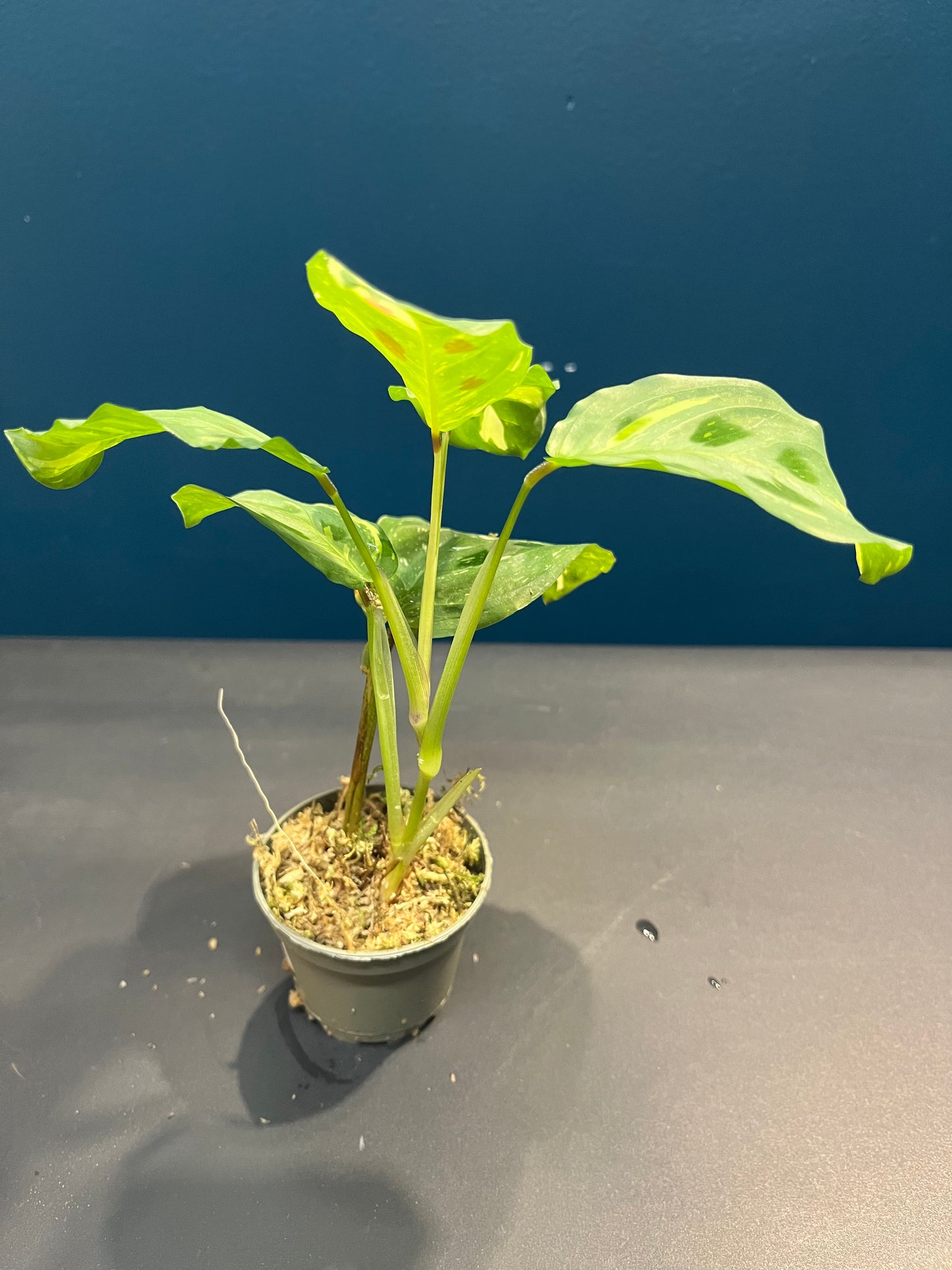 Maranta Leuconeura Variegata