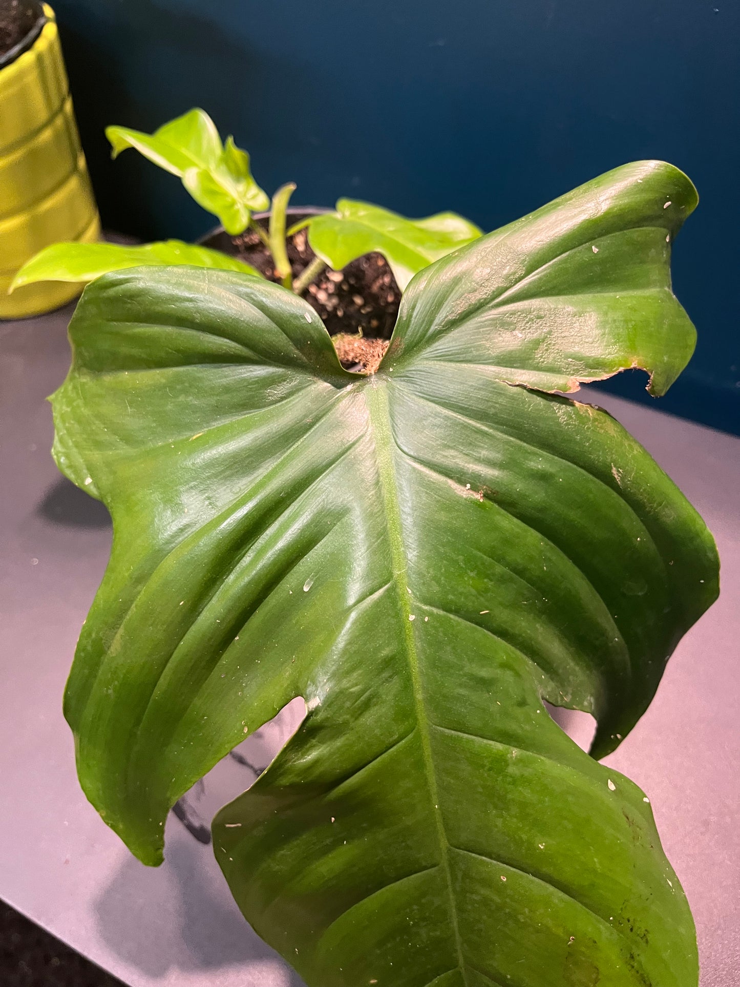 Philodendron Squamiferum