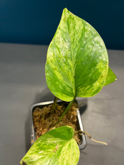 Pothos Marble Queen