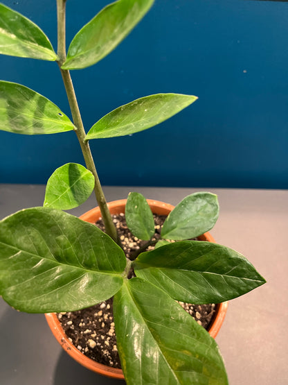 Zamioculcas Zamiifolia