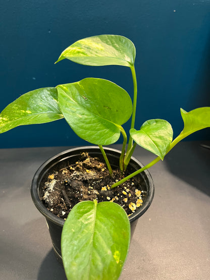 Pothos Aureus