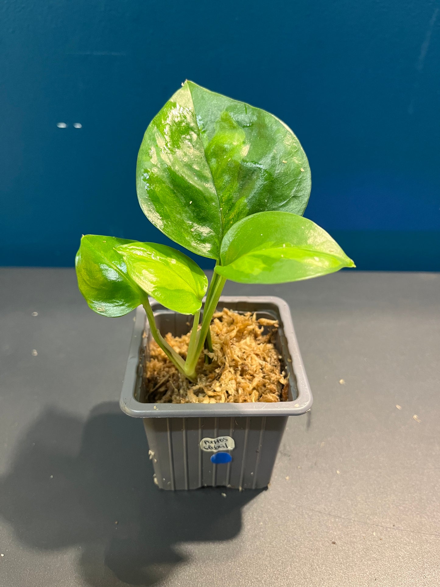 Pothos Global Green