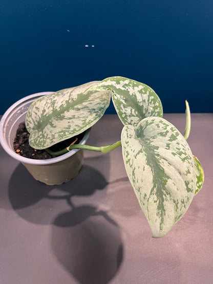 Scindapsus Pictus Exotica