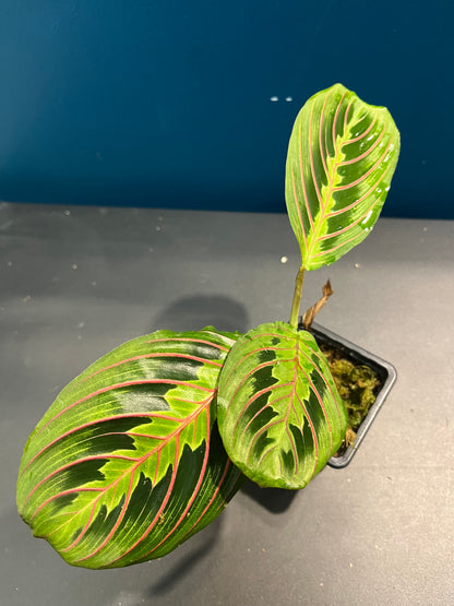 Maranta Leuconeura Fascinator