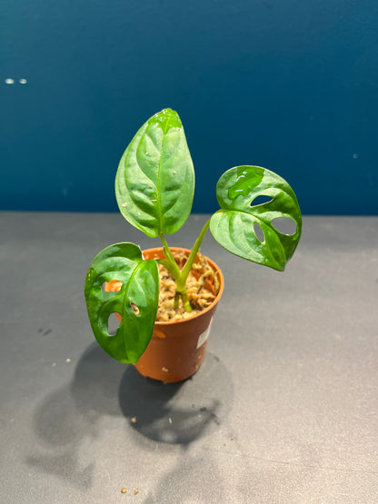 Monstera Adansonii