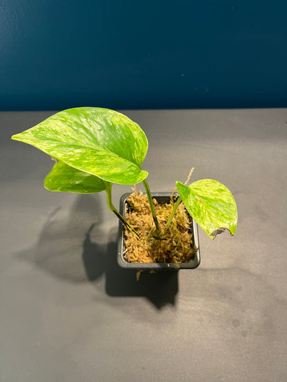 Pothos Marble Queen