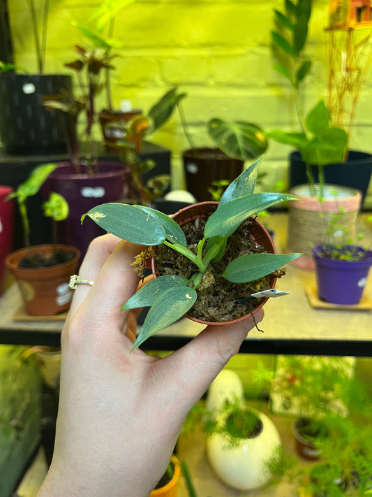 Philodendron Silver dust