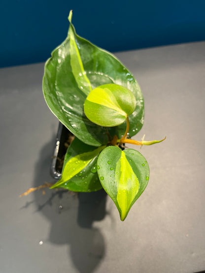 Philodendron brazil