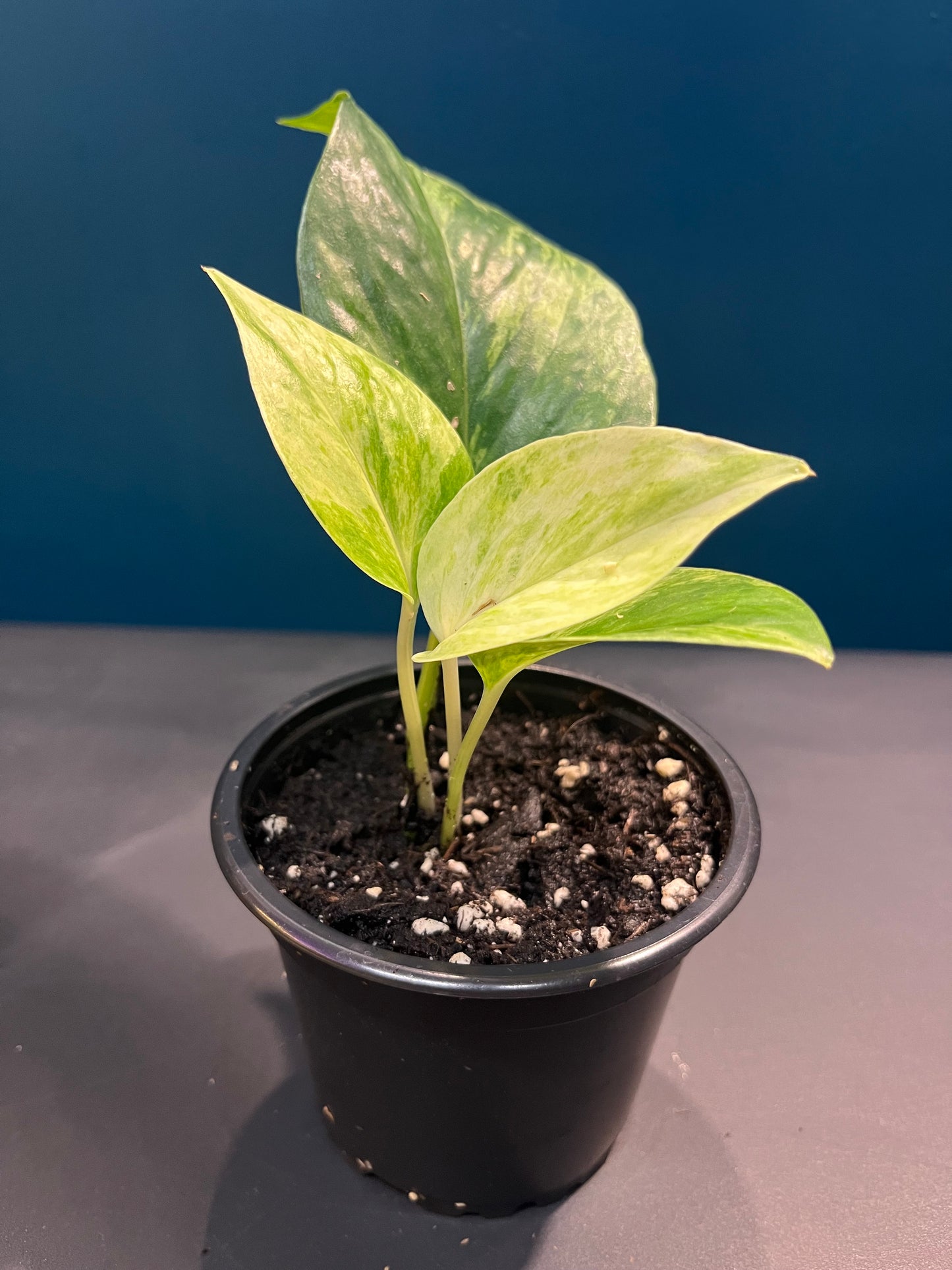 Pothos Marble Queen