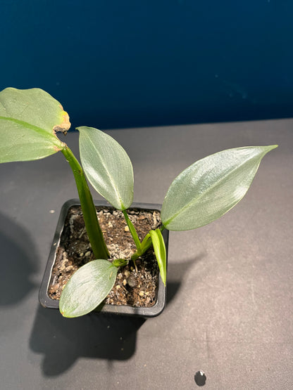 Philodendron Silver dust