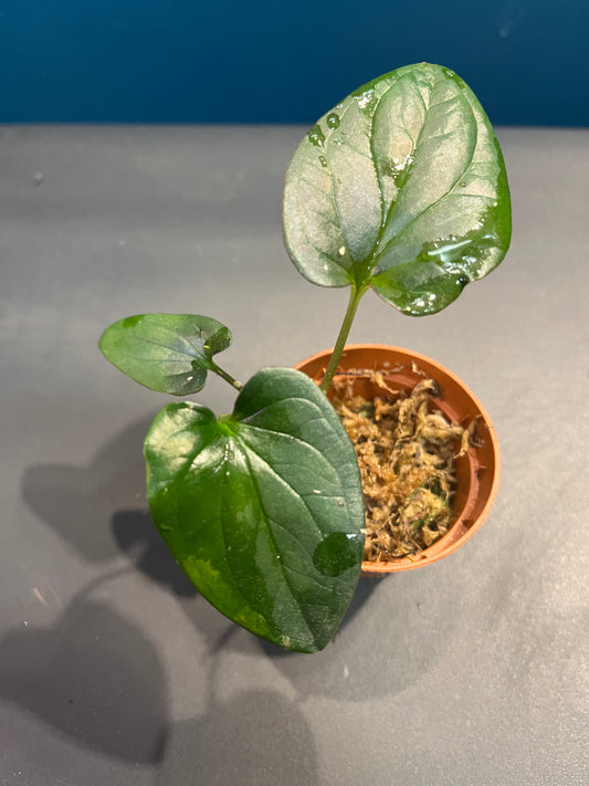 Syngonium Red Arrow