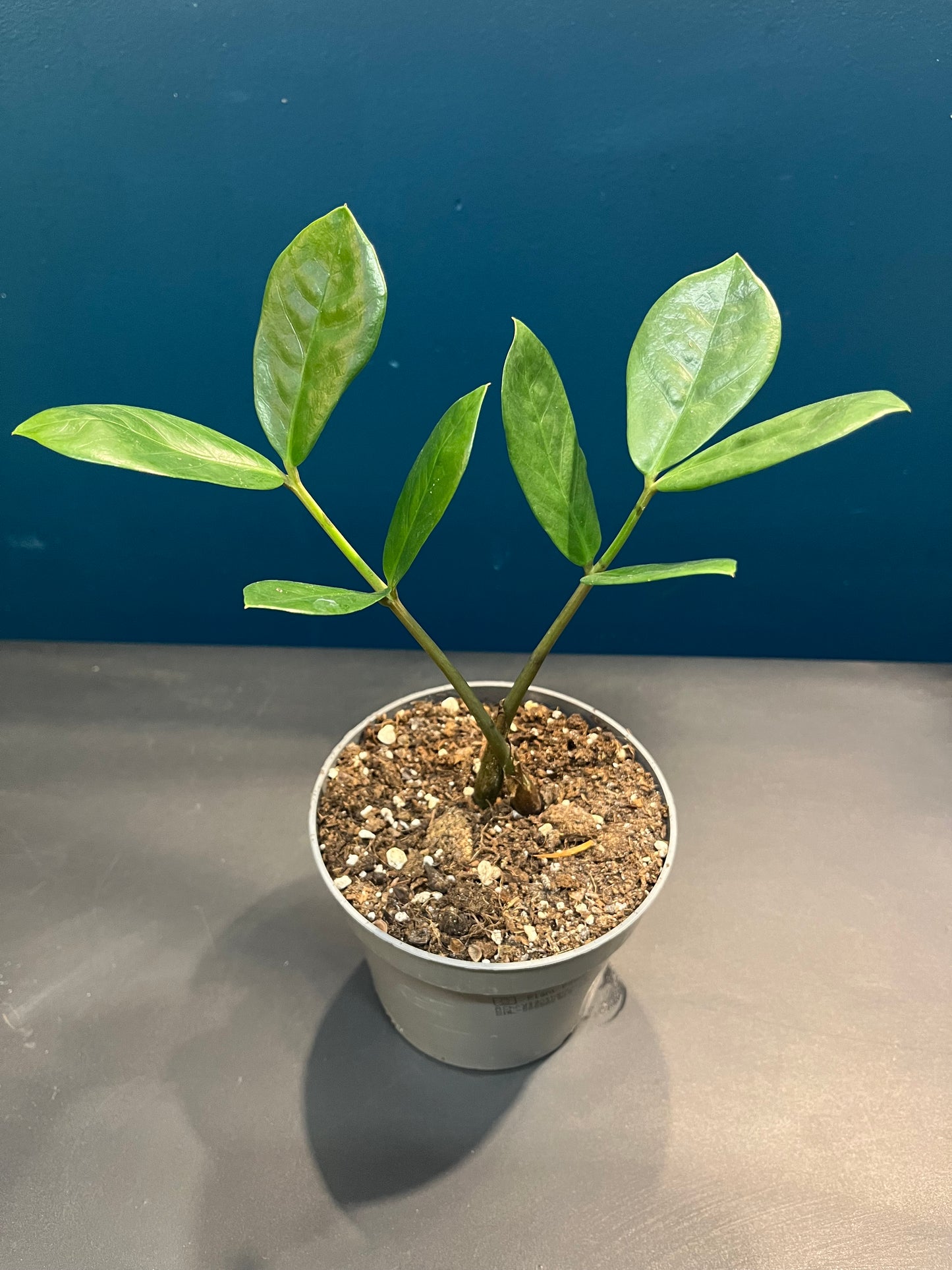 Zamioculcas Zamiifolia