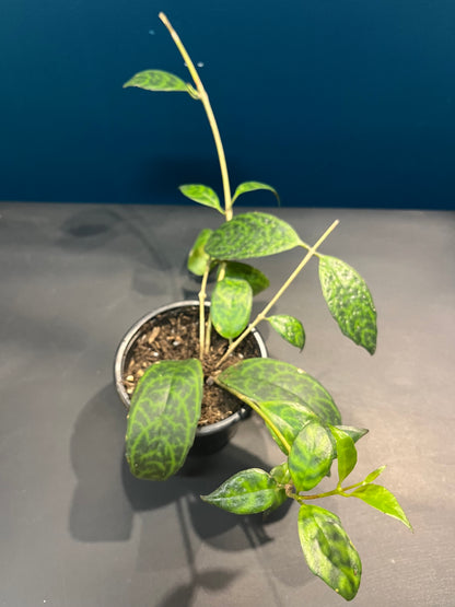 Aeschynanthus Marmoratus