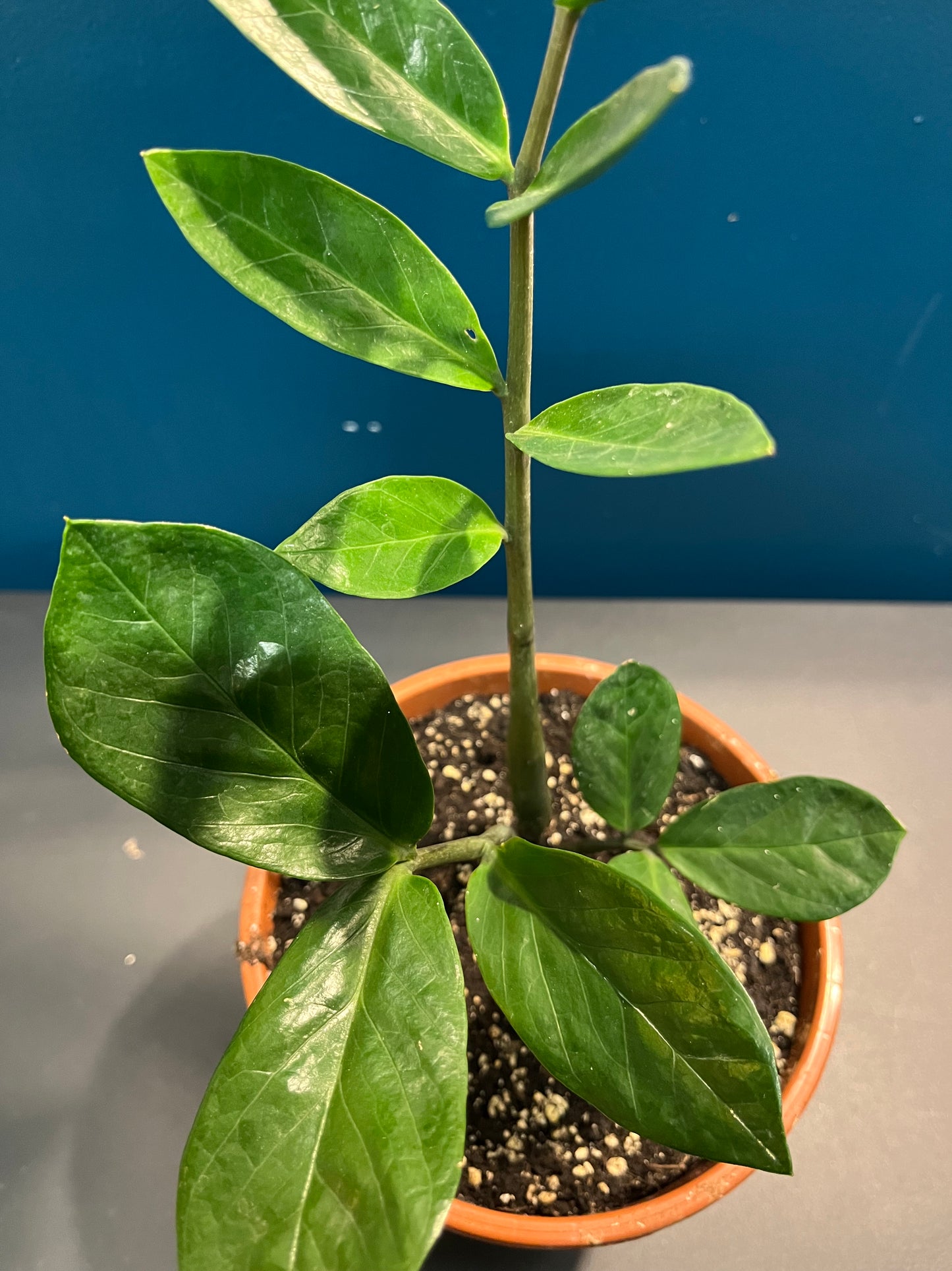 Zamioculcas Zamiifolia