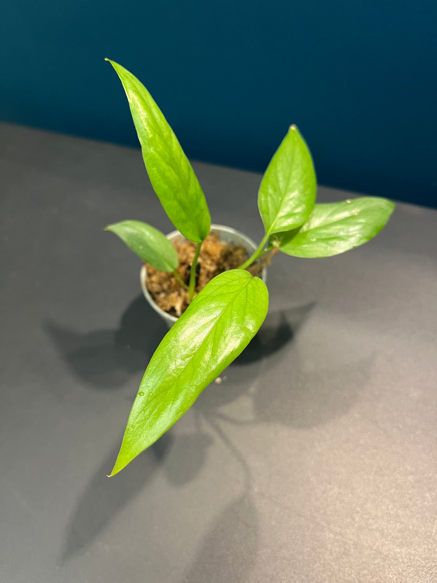 Pothos Cebu Blue