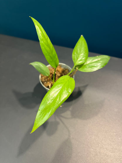 Pothos Cebu Blue