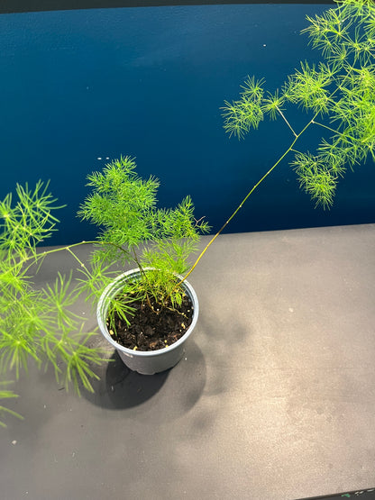 Asparagus Ming