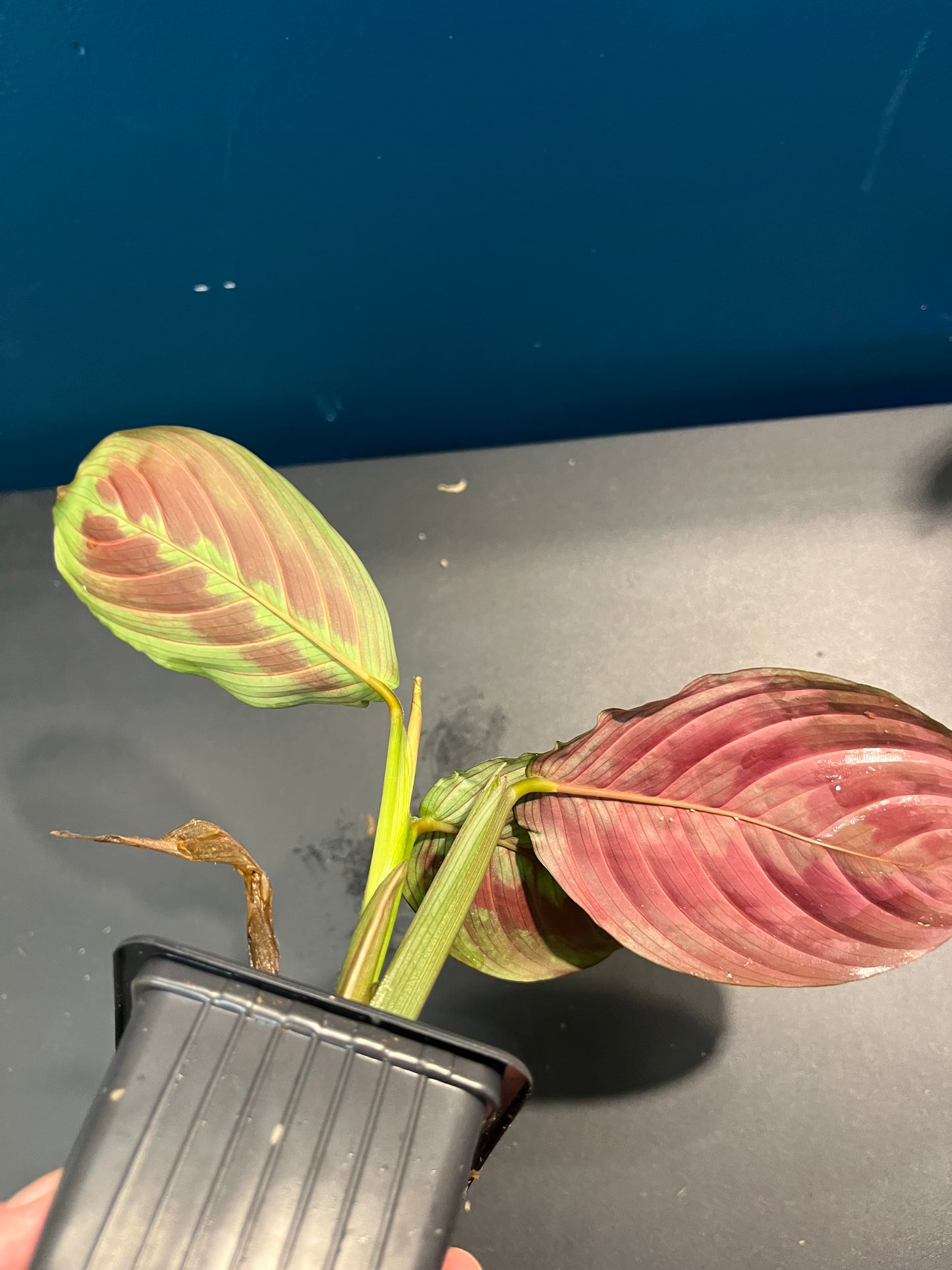 Maranta Leuconeura Fascinator