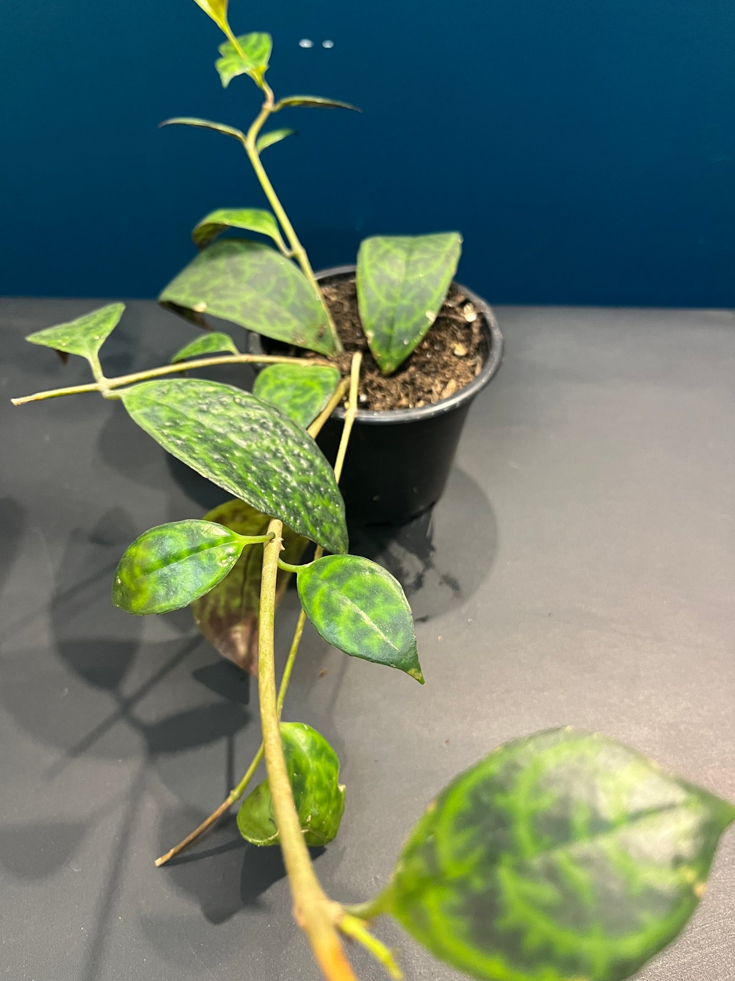 Aeschynanthus Marmoratus