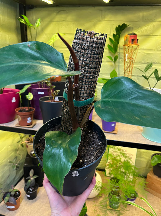 Philodendron Red Emerald