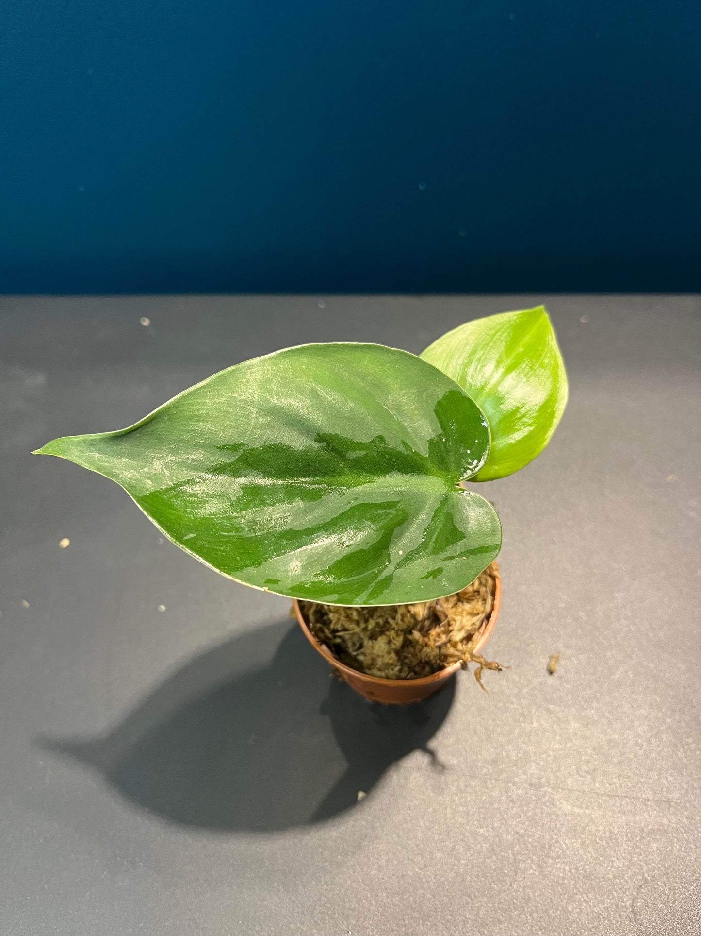 Philodendron Scandens