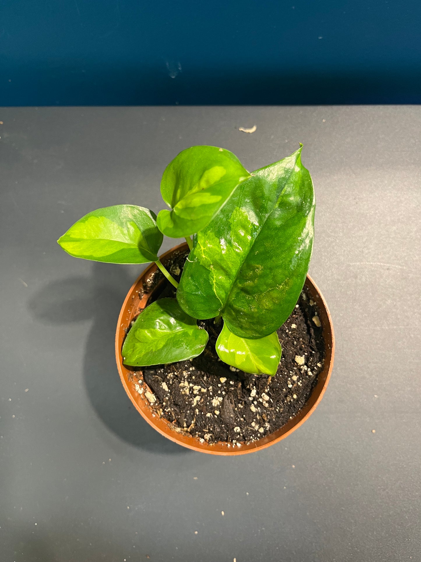 Pothos Global Green