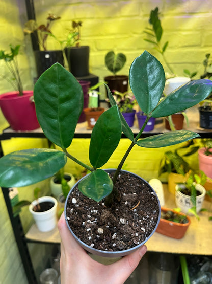 Zamioculcas Zamiifolia