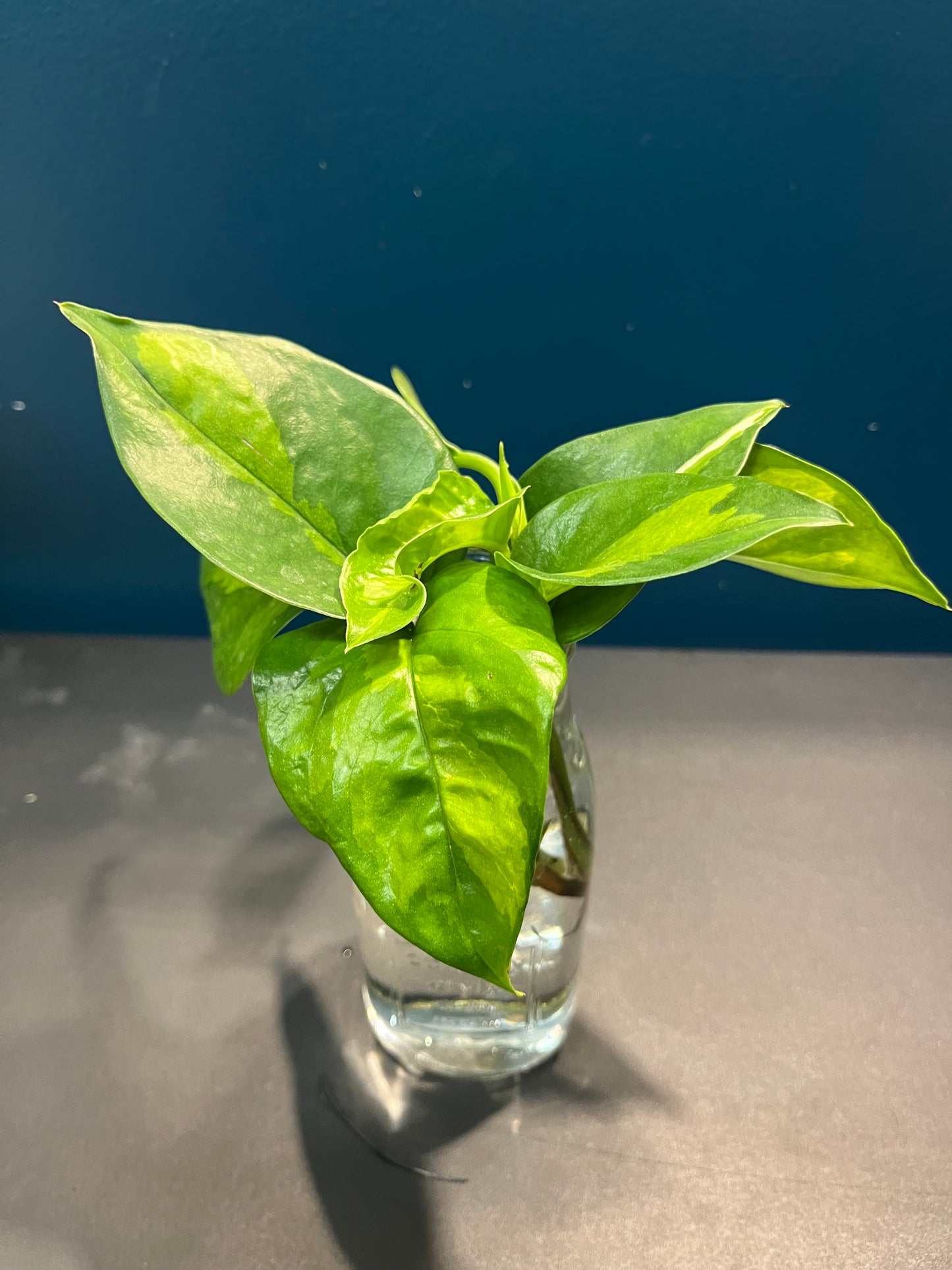 Pothos Global Green