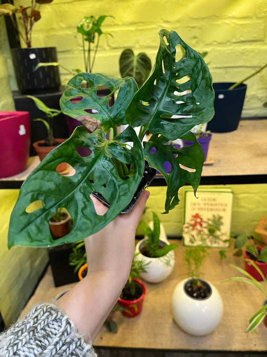 Monstera Adansonii