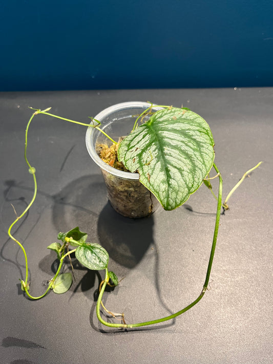 Monstera Dubia
