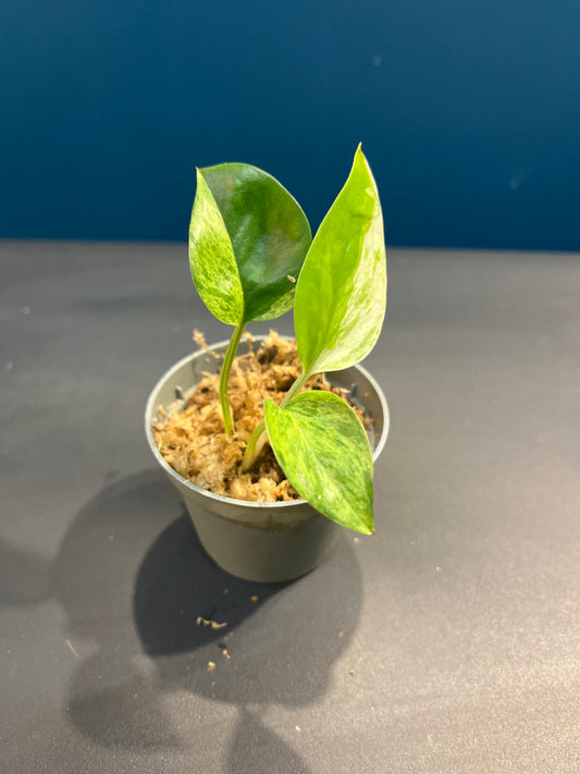 Pothos Marble Queen
