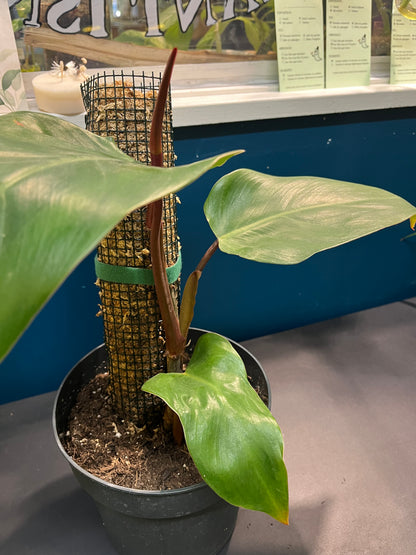 Philodendron Red Emerald
