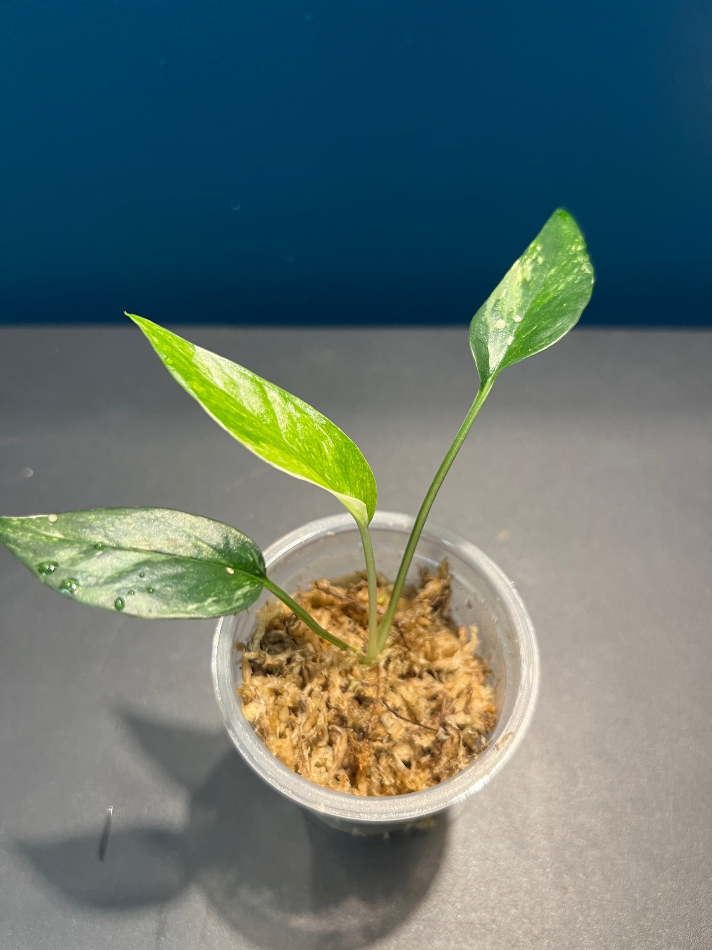 Pothos pinnatum variegata