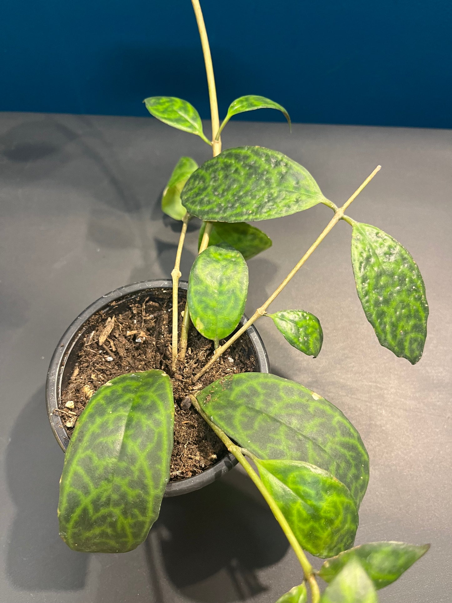 Aeschynanthus Marmoratus