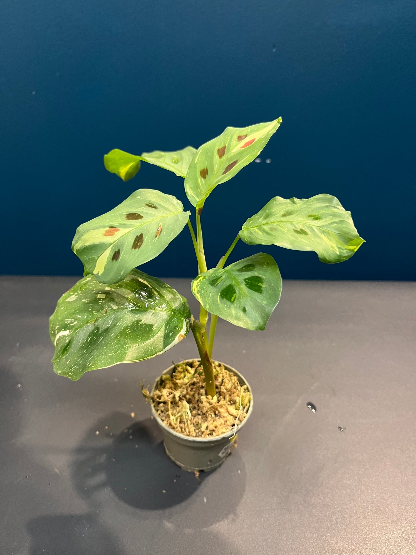 Maranta Leuconeura Variegata