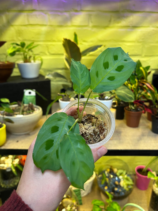 Maranta Leuconeura Kerchoveana