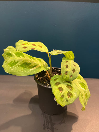 Maranta Leuconeura Variegata