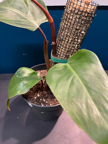 Philodendron Red Emerald