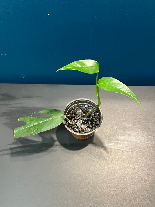 Pothos Baltic Blue