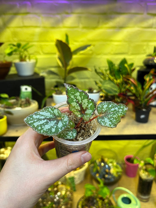 Bégonia Rex