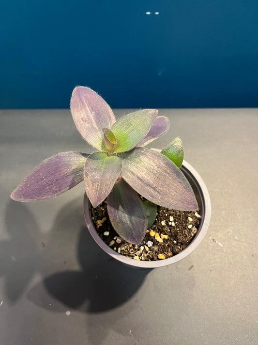 Tradescantia Purpurea