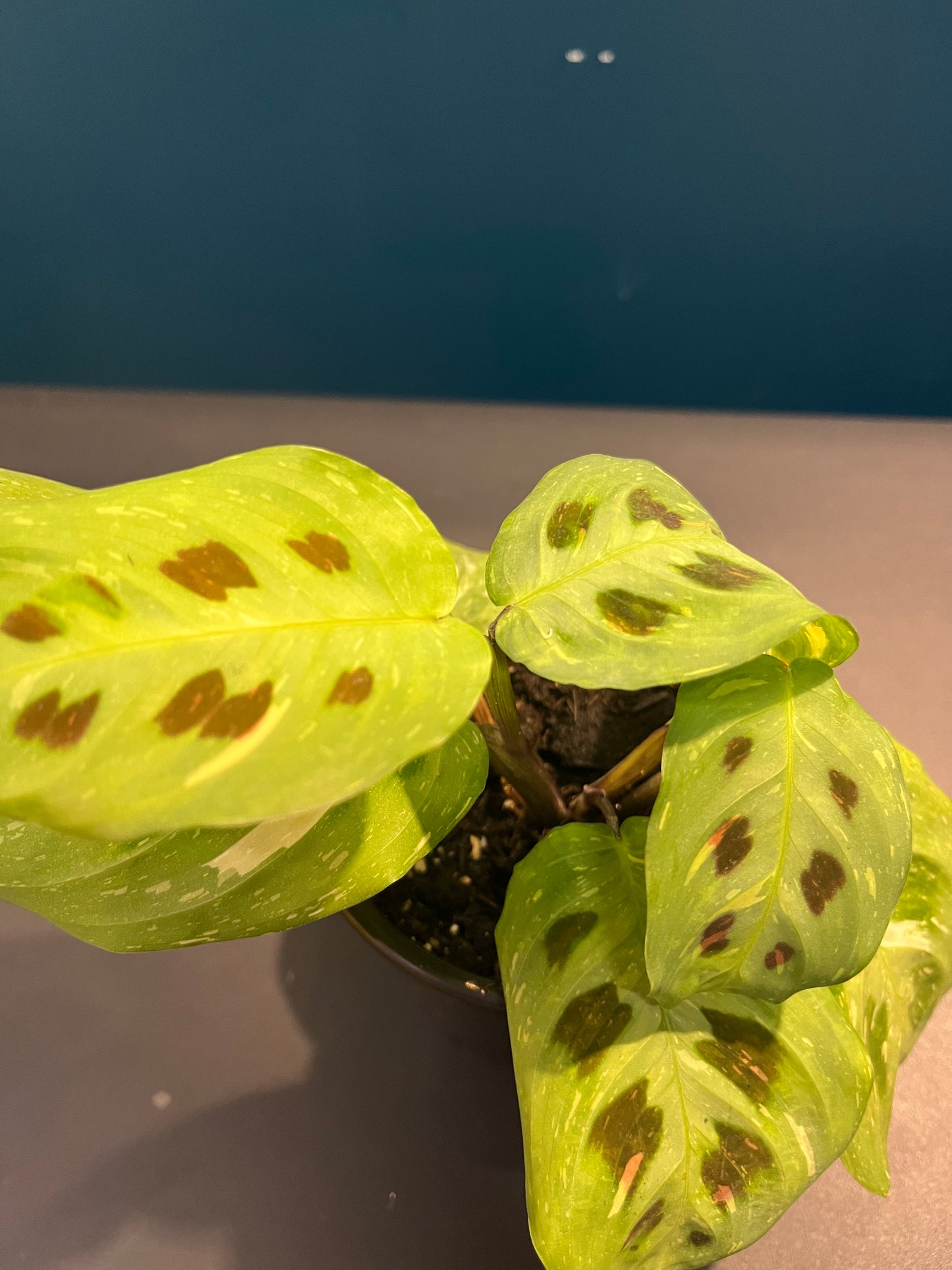 Maranta Leuconeura Variegata