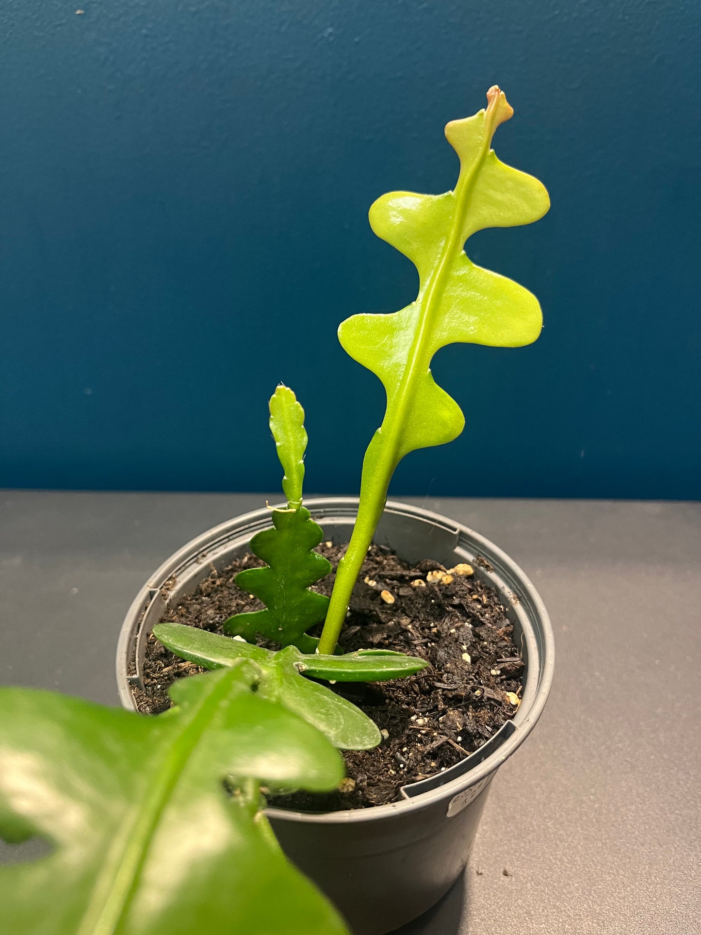 Epiphyllum Anguliger