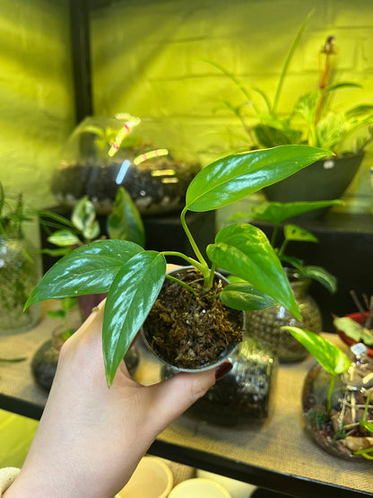 Pothos Cebu Blue
