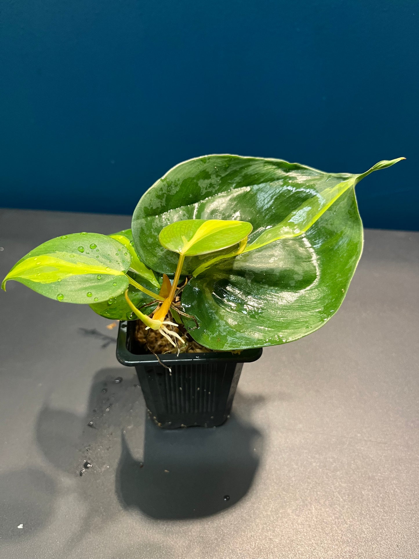 Philodendron brazil