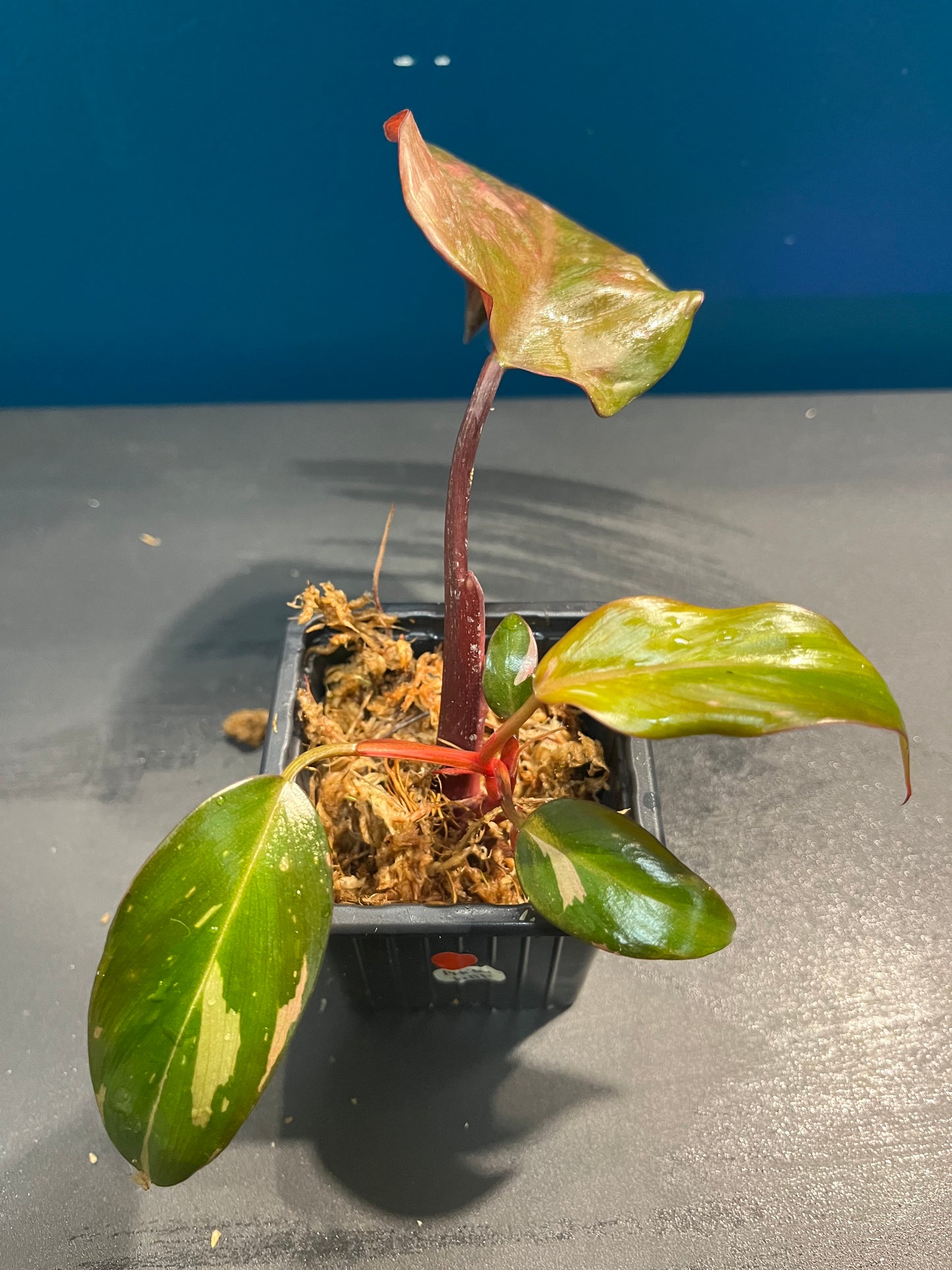 Philodendron Pink Princess