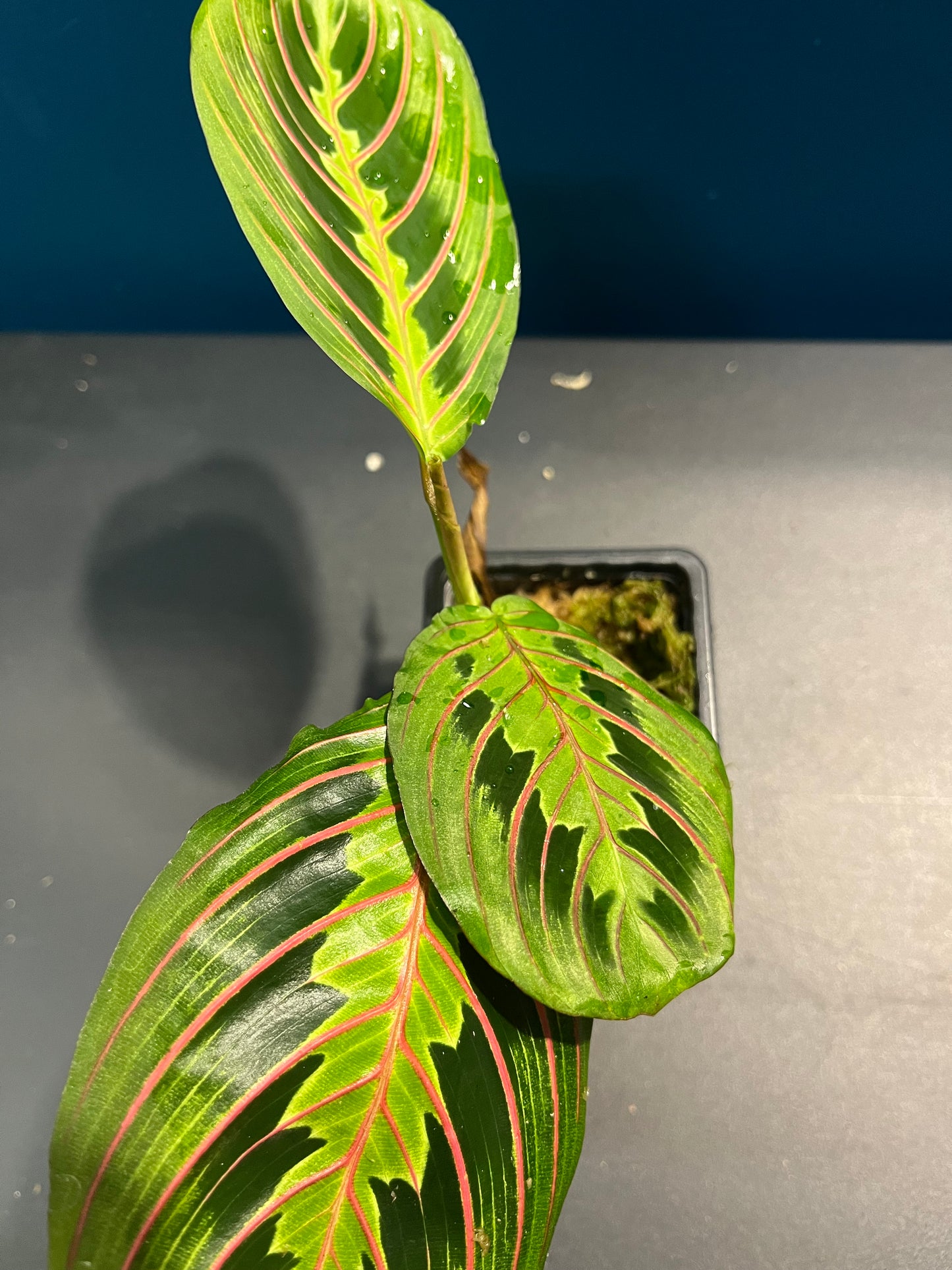 Maranta Leuconeura Fascinator