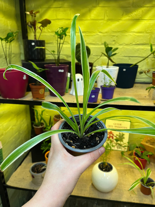 Chlorophytum