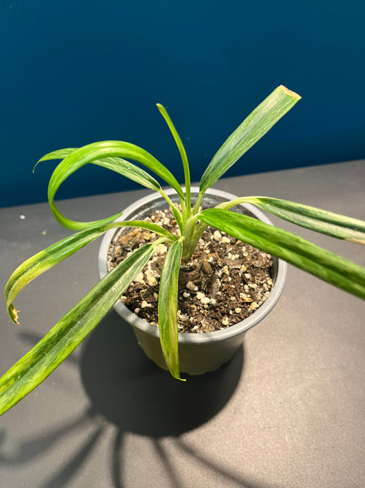 Aglaonema Hybride