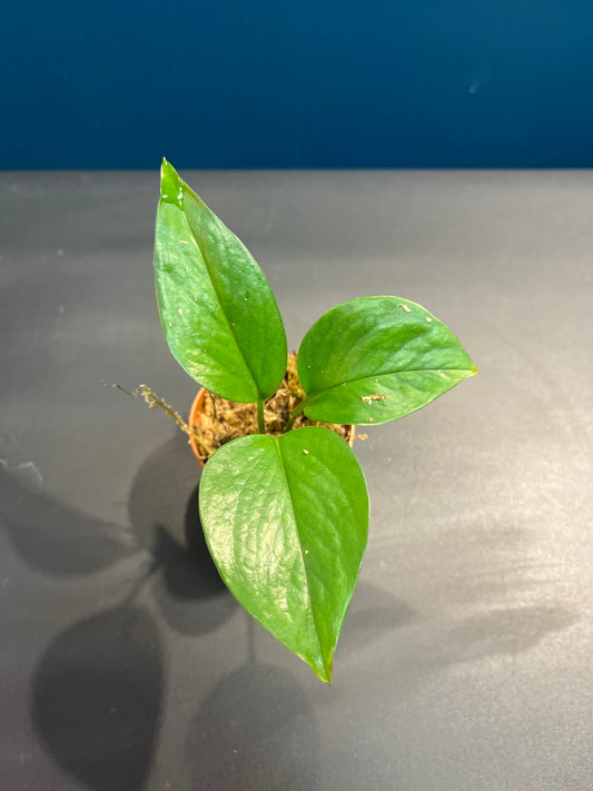 Pothos Aureus